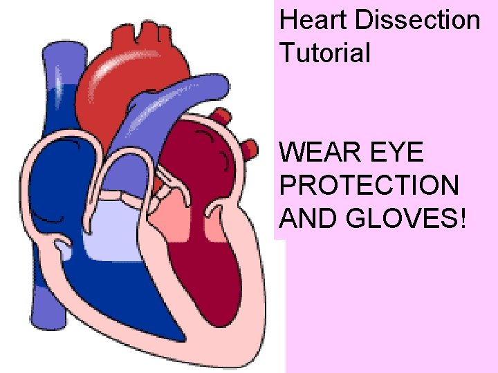 Heart Dissection Tutorial WEAR EYE PROTECTION AND GLOVES! 