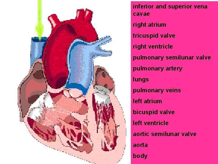 inferior and superior vena cavae right atrium tricuspid valve right ventricle pulmonary semilunar valve