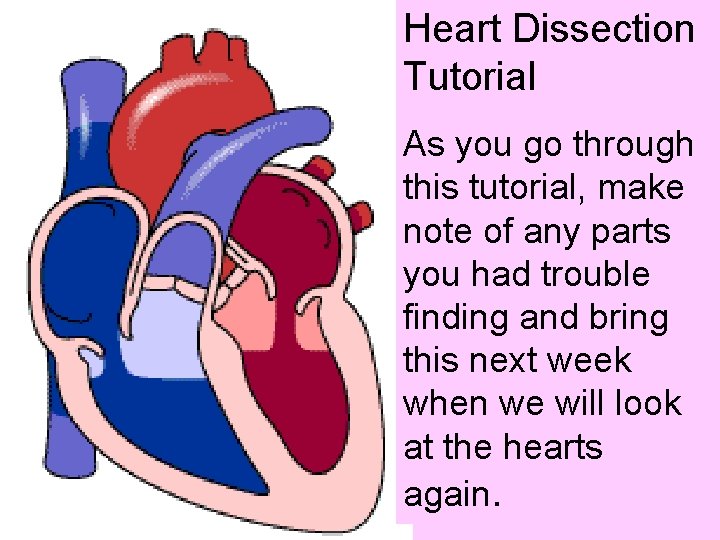 Heart Dissection Tutorial As you go through this tutorial, make note of any parts