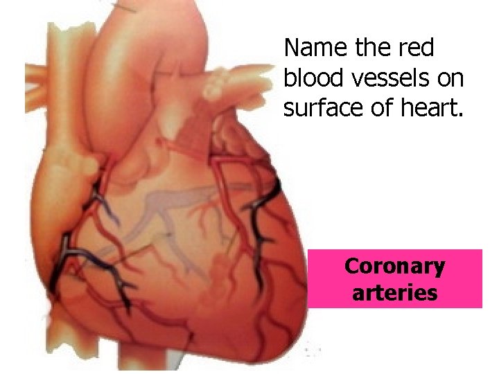 Name the red blood vessels on surface of heart. Coronary arteries 