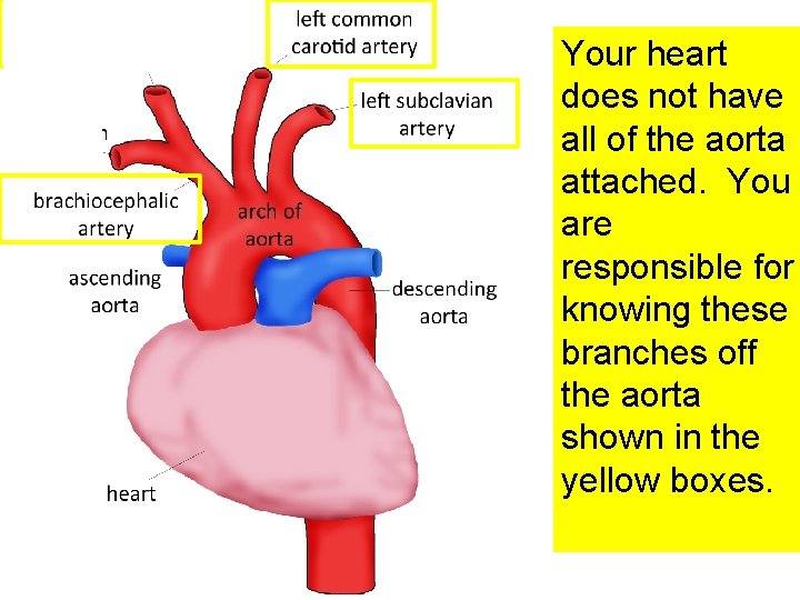 Your heart does not have all of the aorta attached. You are responsible for