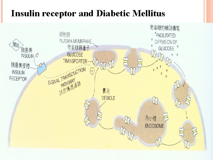 Insulin receptor and Diabetic Mellitus 