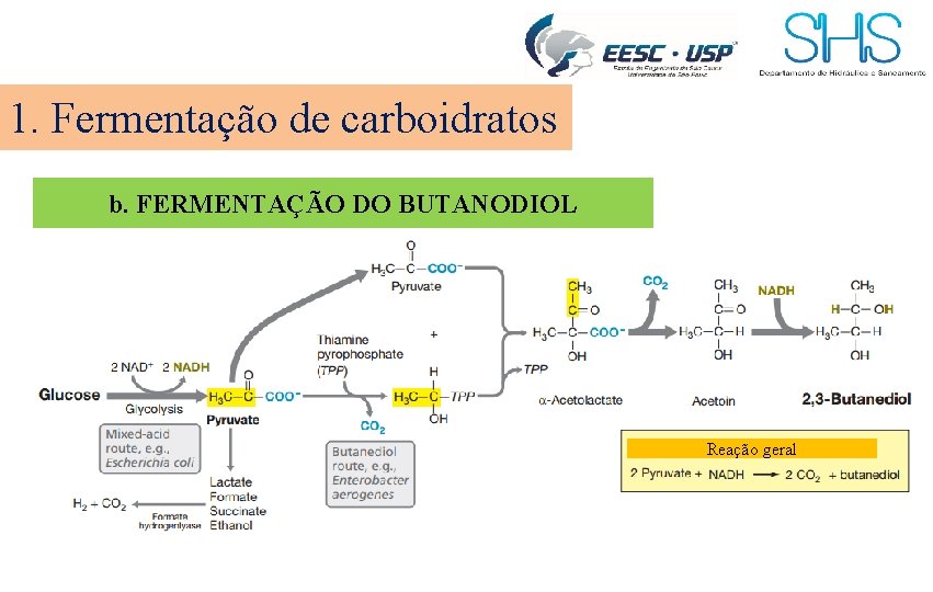 1. Fermentação de carboidratos b. FERMENTAÇÃO DO BUTANODIOL Reação geral 