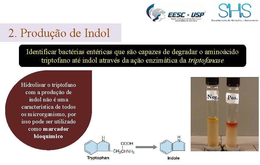 2. Produção de Indol Identificar bactérias entéricas que são capazes de degradar o aminoácido