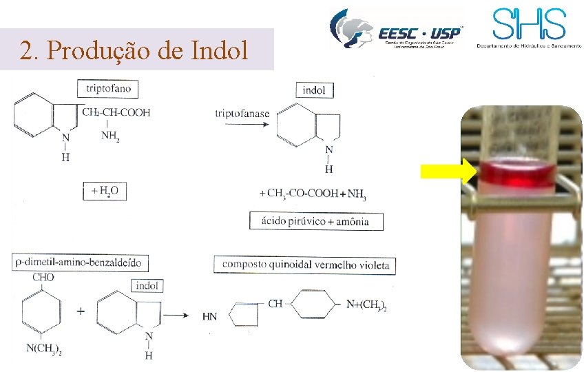 2. Produção de Indol 