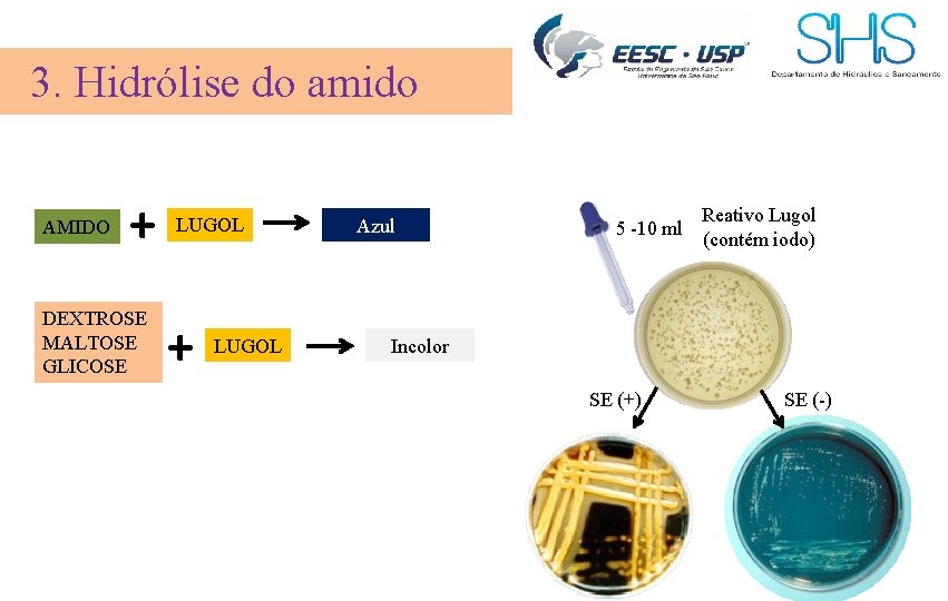 3. Hidrólise do amido AMIDO + DEXTROSE MALTOSE GLICOSE LUGOL + LUGOL Azul 5