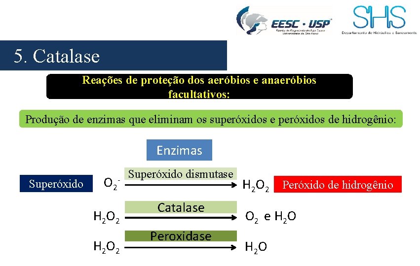 5. Catalase Reações de proteção dos aeróbios e anaeróbios facultativos: Produção de enzimas que