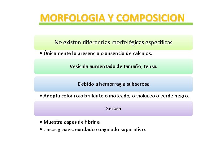 MORFOLOGIA Y COMPOSICION No existen diferencias morfológicas especificas • Únicamente la presencia o ausencia