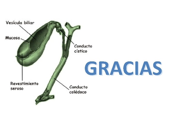 GRACIAS 