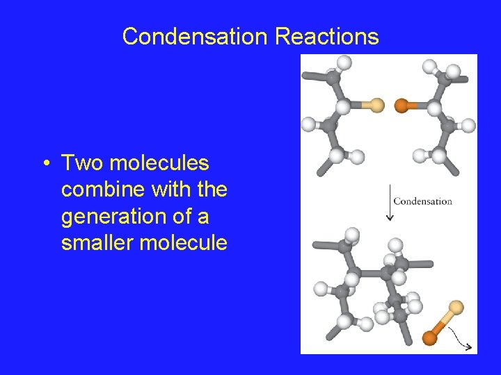 Condensation Reactions • Two molecules combine with the generation of a smaller molecule 