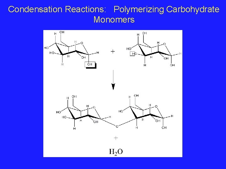 Condensation Reactions: Polymerizing Carbohydrate Monomers 