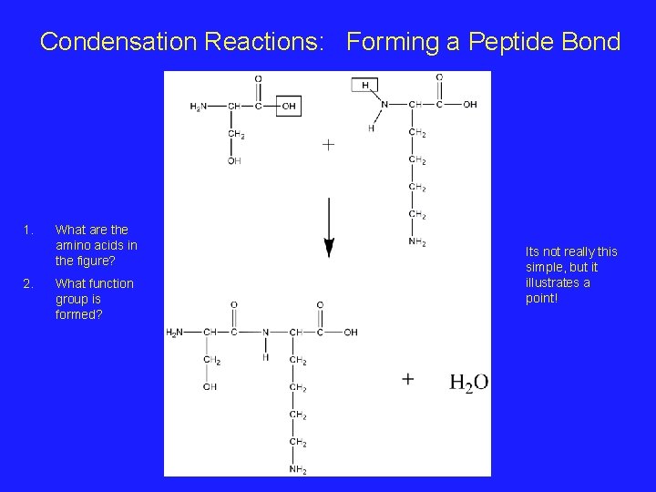 Condensation Reactions: Forming a Peptide Bond 1. 2. What are the amino acids in
