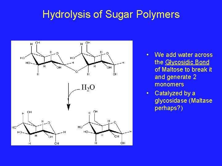 Hydrolysis of Sugar Polymers • We add water across the Glycosidic Bond of Maltose