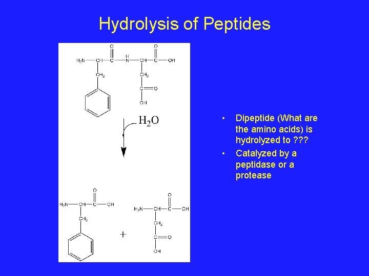 Hydrolysis of Peptides • • Dipeptide (What are the amino acids) is hydrolyzed to