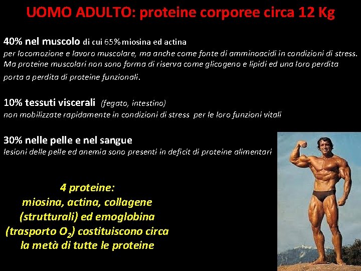 UOMO ADULTO: proteine corporee circa 12 Kg 40% nel muscolo di cui 65% miosina