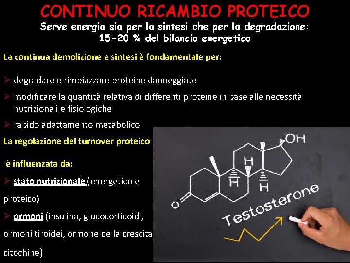 CONTINUO RICAMBIO PROTEICO Serve energia sia per la sintesi che per la degradazione: 15