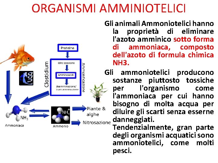 ORGANISMI AMMINIOTELICI Gli animali Ammoniotelici hanno la proprietà di eliminare l'azoto amminico sotto forma