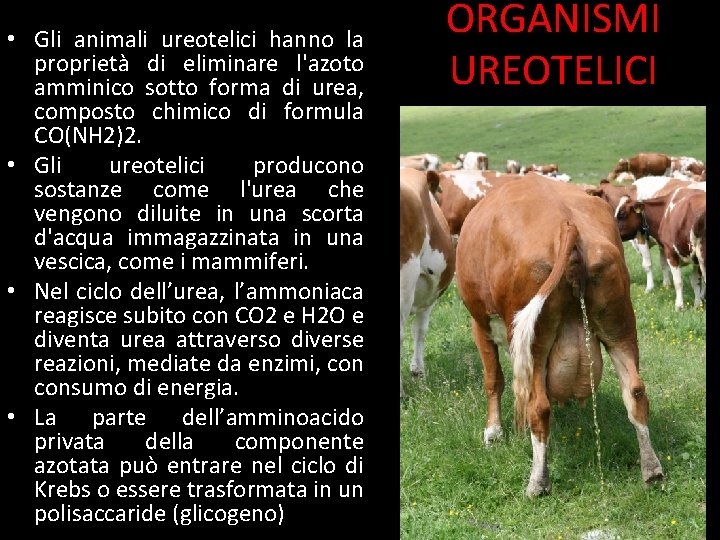  • Gli animali ureotelici hanno la proprietà di eliminare l'azoto amminico sotto forma