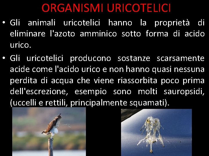 ORGANISMI URICOTELICI • Gli animali uricotelici hanno la proprietà di eliminare l'azoto amminico sotto