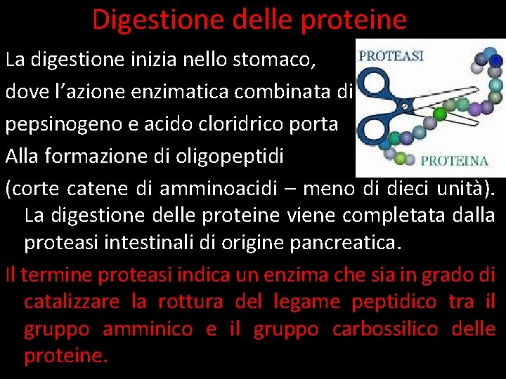 Digestione delle proteine La digestione inizia nello stomaco, dove l’azione enzimatica combinata di pepsinogeno