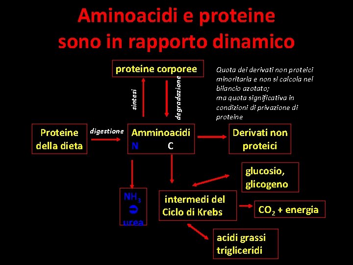 Aminoacidi e proteine sono in rapporto dinamico Proteine della dieta digestione degradazione sintesi proteine