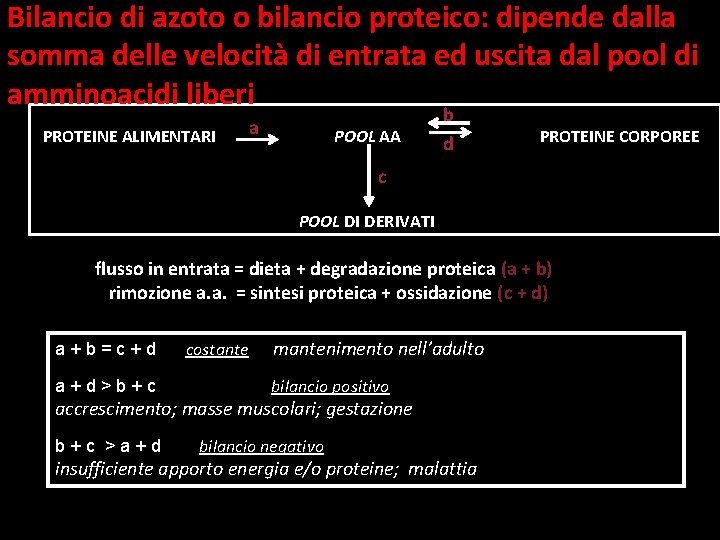 Bilancio di azoto o bilancio proteico: dipende dalla somma delle velocità di entrata ed