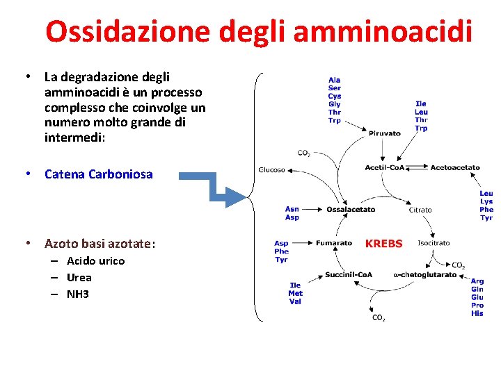 Ossidazione degli amminoacidi • La degradazione degli amminoacidi è un processo complesso che coinvolge