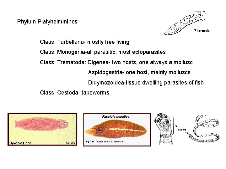 phylum platyhelminthes clasa turbellaria