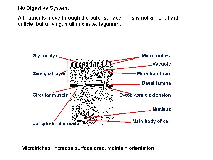 No Digestive System: All nutrients move through the outer surface. This is not a No Digestive System: All nutrients move through the outer surface. This is not a
