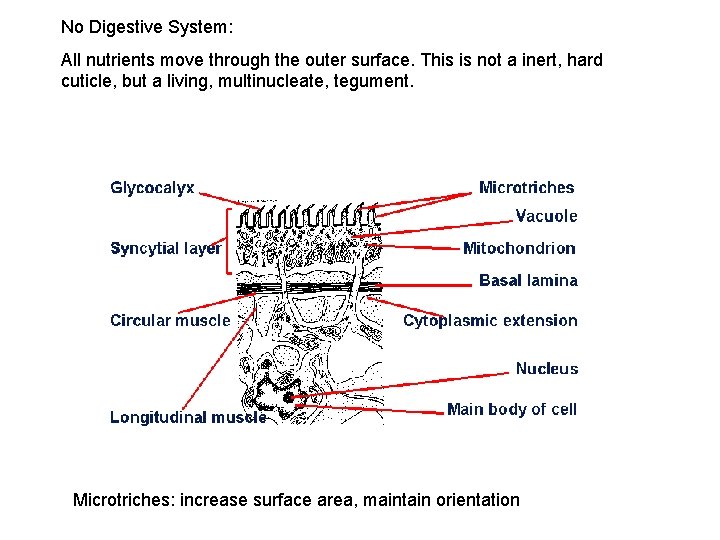 No Digestive System: All nutrients move through the outer surface. This is not a