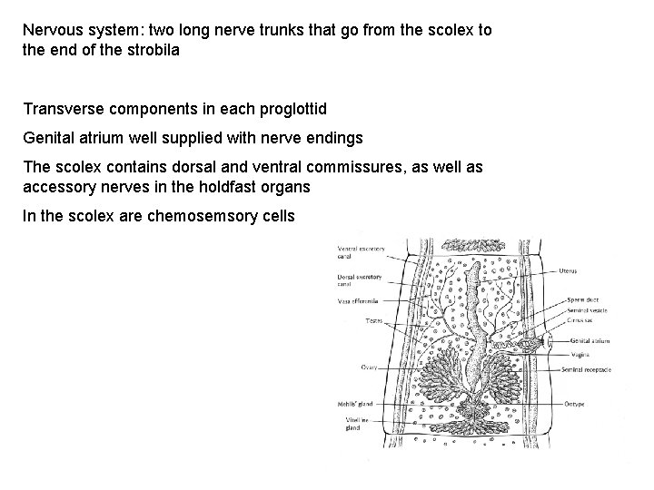 Nervous system: two long nerve trunks that go from the scolex to the end