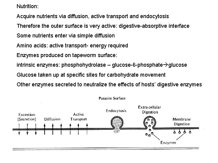 Nutrition: Acquire nutrients via diffusion, active transport and endocytosis Therefore the outer surface is