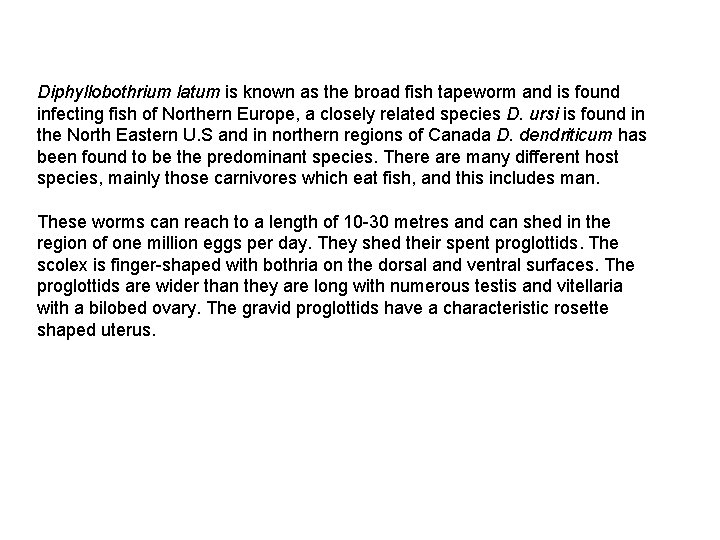 Diphyllobothrium latum is known as the broad fish tapeworm and is found infecting fish