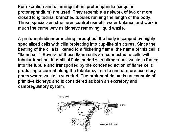 For excretion and osmoregulation, protonephridia (singular protonephridium) are used. They resemble a network of For excretion and osmoregulation, protonephridia (singular protonephridium) are used. They resemble a network of