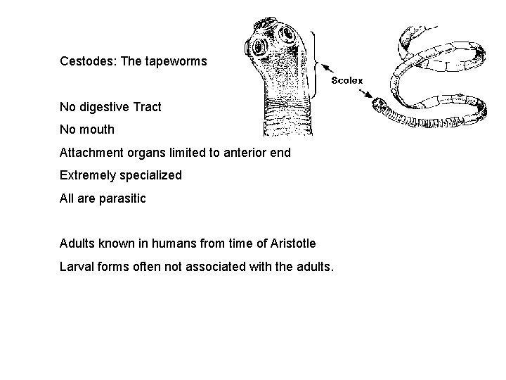 Cestodes: The tapeworms No digestive Tract No mouth Attachment organs limited to anterior end Cestodes: The tapeworms No digestive Tract No mouth Attachment organs limited to anterior end