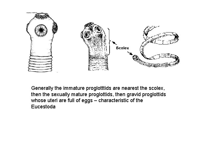 Generally the immature proglotttids are nearest the scolex, then the sexually mature proglottids, then