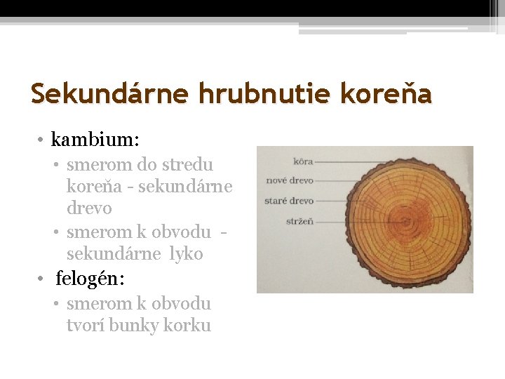 Sekundárne hrubnutie koreňa • kambium: • smerom do stredu koreňa - sekundárne drevo •