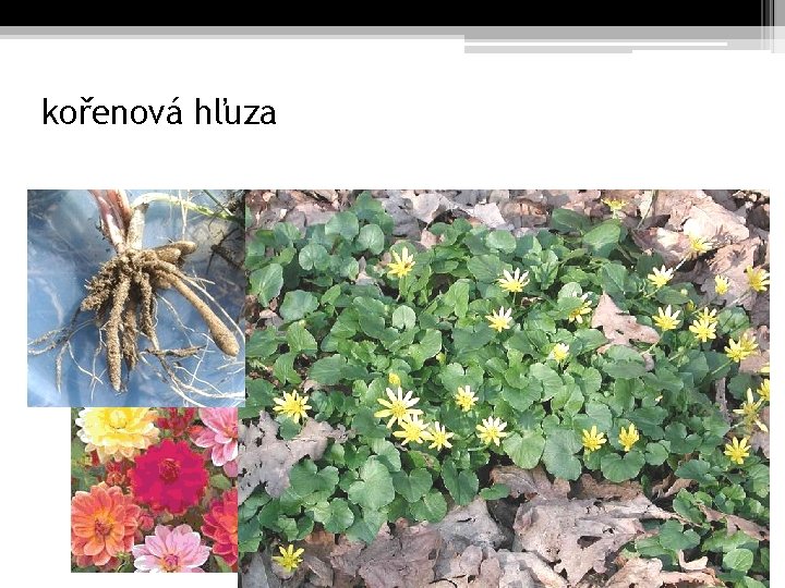 kořenová hľuza 