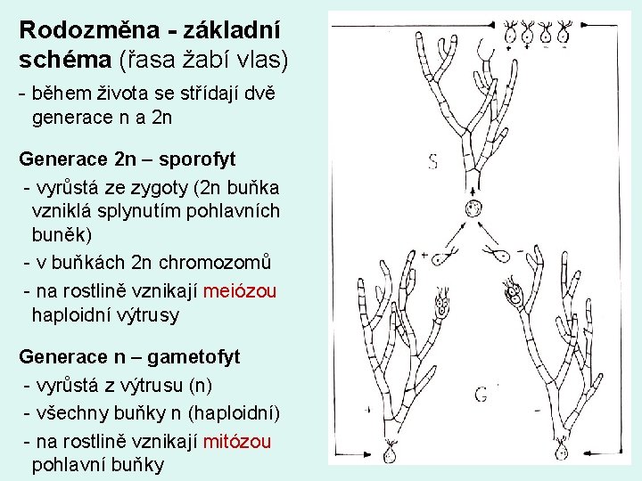 Rodozměna - základní schéma (řasa žabí vlas) - během života se střídají dvě generace