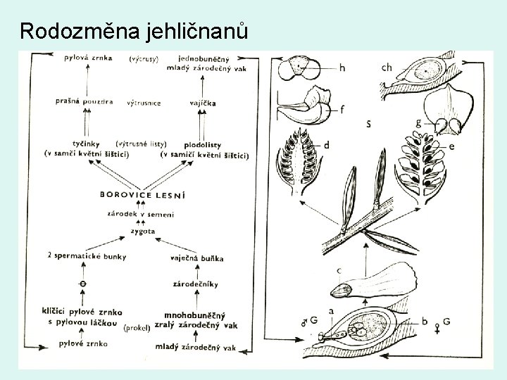 Rodozměna jehličnanů 