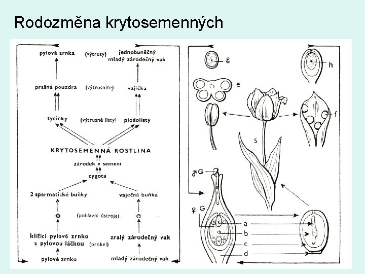 Rodozměna krytosemenných 