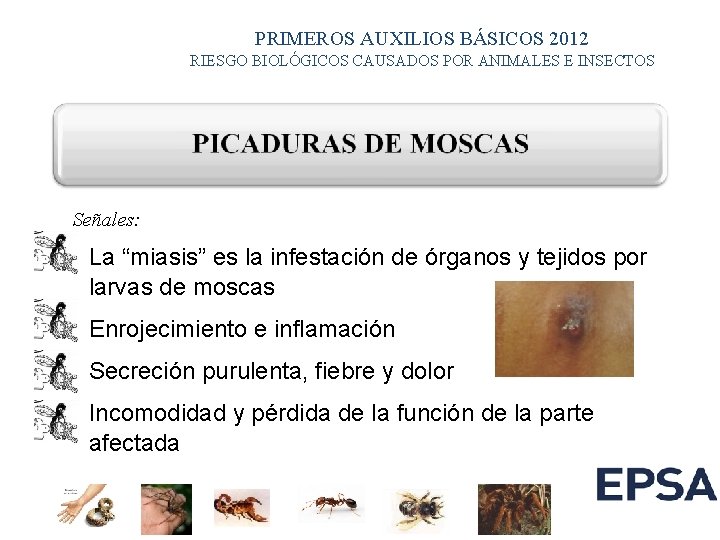 PRIMEROS AUXILIOS BÁSICOS 2012 RIESGO BIOLÓGICOS CAUSADOS POR ANIMALES E INSECTOS Señales: La “miasis”