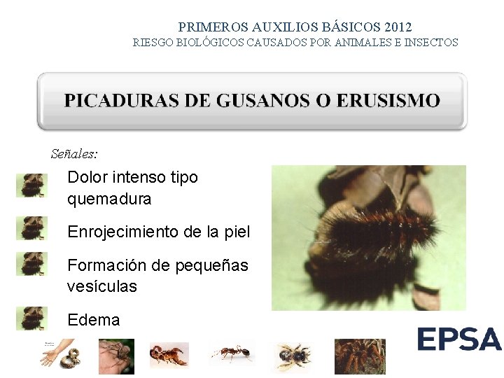 PRIMEROS AUXILIOS BÁSICOS 2012 RIESGO BIOLÓGICOS CAUSADOS POR ANIMALES E INSECTOS Señales: Dolor intenso