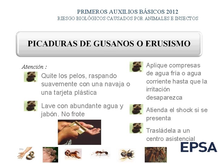 PRIMEROS AUXILIOS BÁSICOS 2012 RIESGO BIOLÓGICOS CAUSADOS POR ANIMALES E INSECTOS Atención : & PRIMEROS AUXILIOS BÁSICOS 2012 RIESGO BIOLÓGICOS CAUSADOS POR ANIMALES E INSECTOS Atención : &
