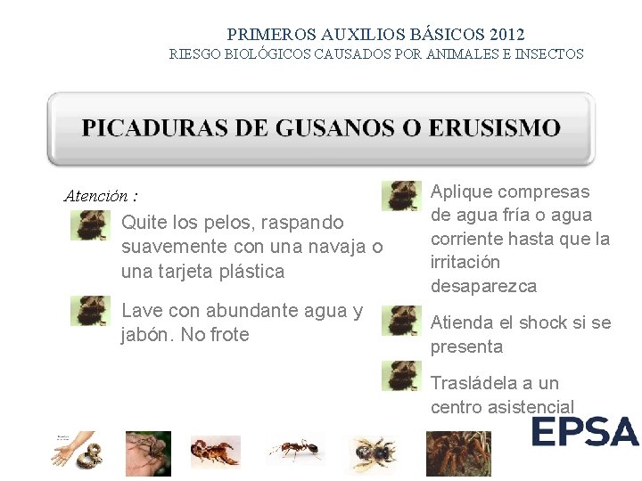 PRIMEROS AUXILIOS BÁSICOS 2012 RIESGO BIOLÓGICOS CAUSADOS POR ANIMALES E INSECTOS Atención : &