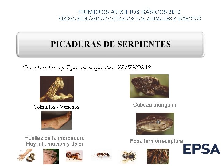 PRIMEROS AUXILIOS BÁSICOS 2012 RIESGO BIOLÓGICOS CAUSADOS POR ANIMALES E INSECTOS Características y Tipos