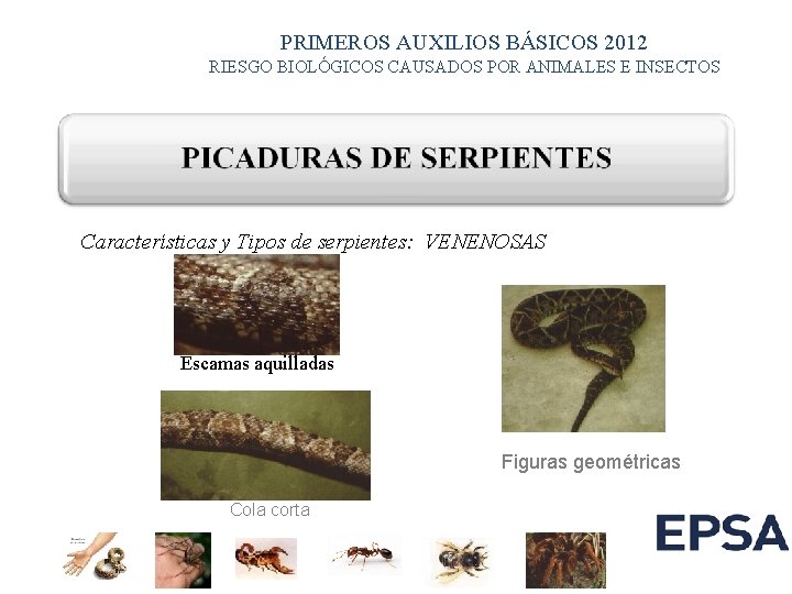 PRIMEROS AUXILIOS BÁSICOS 2012 RIESGO BIOLÓGICOS CAUSADOS POR ANIMALES E INSECTOS Características y Tipos