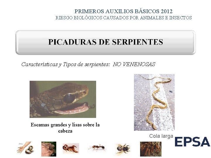 PRIMEROS AUXILIOS BÁSICOS 2012 RIESGO BIOLÓGICOS CAUSADOS POR ANIMALES E INSECTOS Características y Tipos PRIMEROS AUXILIOS BÁSICOS 2012 RIESGO BIOLÓGICOS CAUSADOS POR ANIMALES E INSECTOS Características y Tipos