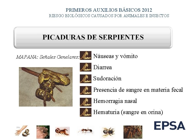 PRIMEROS AUXILIOS BÁSICOS 2012 RIESGO BIOLÓGICOS CAUSADOS POR ANIMALES E INSECTOS MAPANA: Señales Genelares: