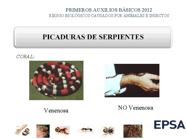 PRIMEROS AUXILIOS BÁSICOS 2012 RIESGO BIOLÓGICOS CAUSADOS POR ANIMALES E INSECTOS CORAL: Venenosa NO PRIMEROS AUXILIOS BÁSICOS 2012 RIESGO BIOLÓGICOS CAUSADOS POR ANIMALES E INSECTOS CORAL: Venenosa NO